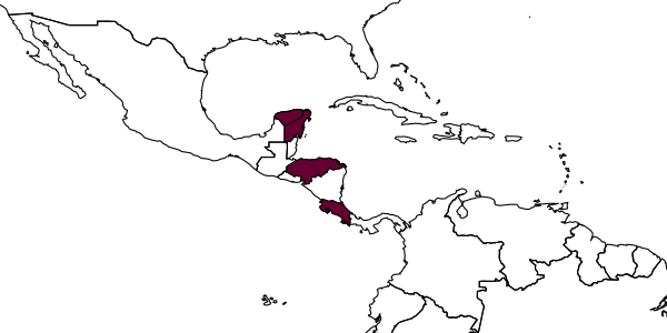 map of Loxopus multicolor     Kasparyan & Ruíz-Cancino, 2005